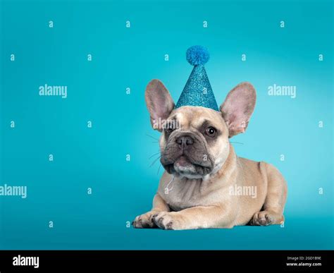 Adorable French Bulldog Puppy Laying Down Side Ways Wearing Blue