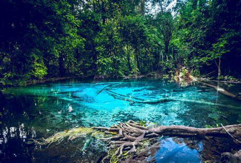 Check out the market downtown with the most authentic thai street food, navigating. Krabi Emerald Pool, Hot Springs & Tiger Temple - Thrilling ...