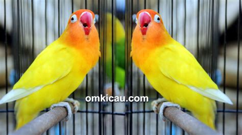 Baiklah, langsung saja simak artikel menarik tentang bagaimana cara membedakan ikan cupang jantan dengan ikan cupang betina.? Membedakan Jenis Kelamin Lovebird Om Kicau