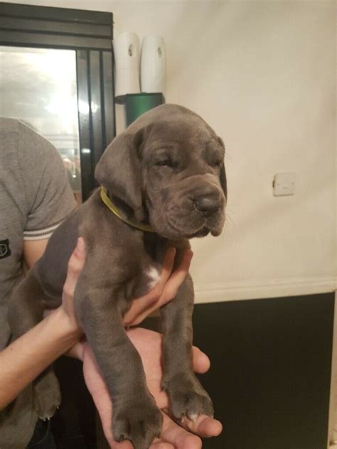 Very Chunky Blue Great Dane Puppies For Sale