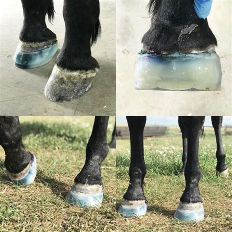 Treating Navicular Disease In Horses With Formahoof Expert