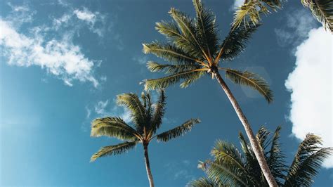 Big Palm Trees Under Sky Hd Palm Tree Wallpapers Hd