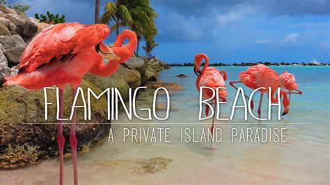 Flamingos On A Private Island Renaissance Island Aruba Youtube