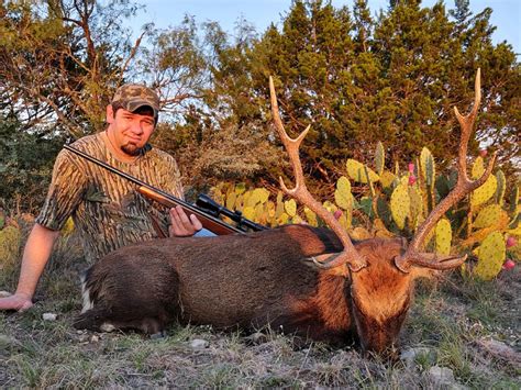Sika Deer Hunting Free Range Exotic Hunts