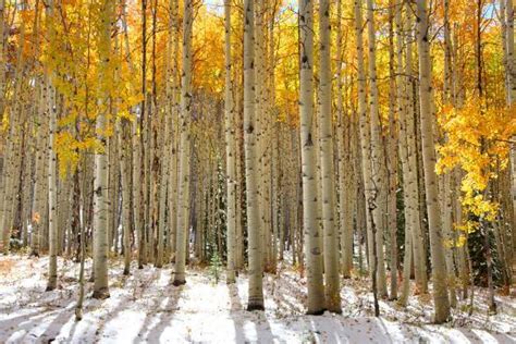 Aspen Trees In The Snow In Early Winter Time Photographic Print