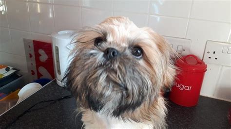 4 Months Old Shih Tzu Average Size Weight And Products For Feeding