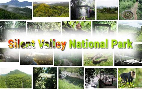 Silent Valley National Park A Popular Wildlife Reserve In Kerala