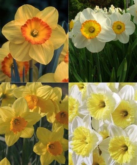 Collection I Naturalizing Large Cup Narcissi Special Collections