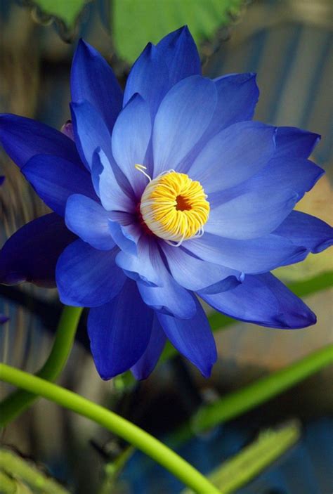 Bunga Teratai Biru Cameron Edmunds
