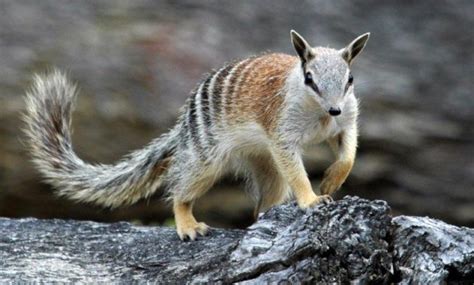 20 Amazing Animals That Start with the Letter N