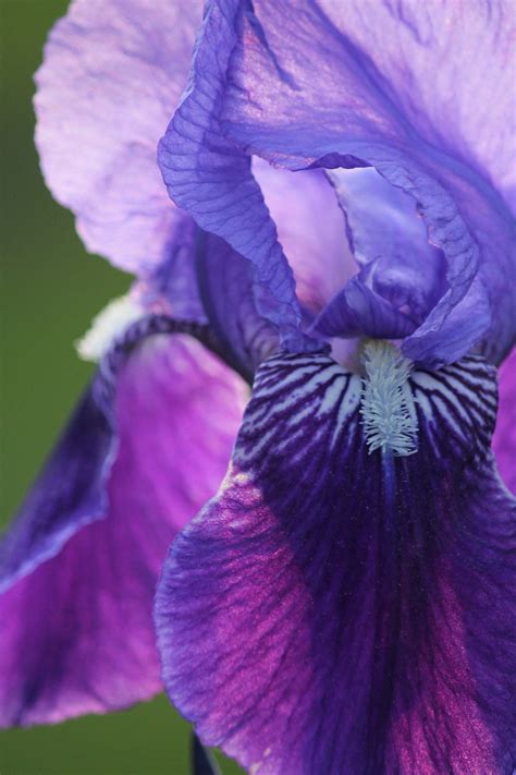 Up Close And Personal W An Iris Photography Tutorials Flower Iris