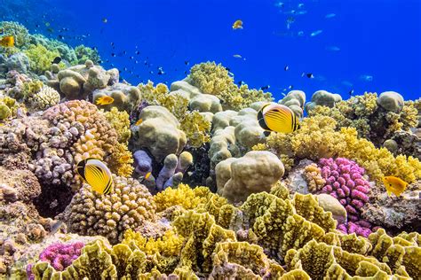 Mother Coral Reefs Are Breathing Life Into Their Neighbours New