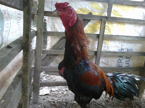 Check spelling or type a new query. Foto Ayam Jago Bangkok Petarung Terhebat