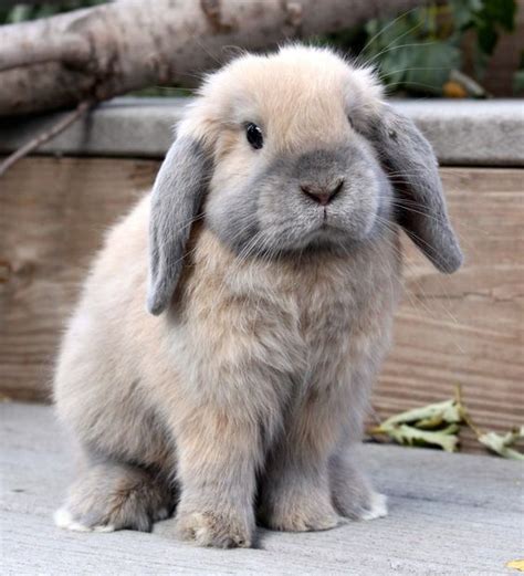 Holland Lop Rabbit Informationpictureshistory And Health Cute
