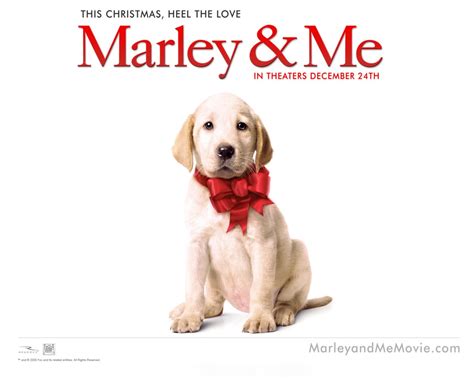 Marley & me is a cheerful family movie about a young couple starting out in life with a new house, new jobs, a new dog and then three children, who the dog doesn't eat, or the movie wouldn't be rated pg. Marley & Me Dog Wallpapers | HD Wallpapers | ID #431