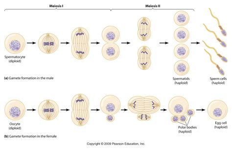 4 Unique Haploid Cells