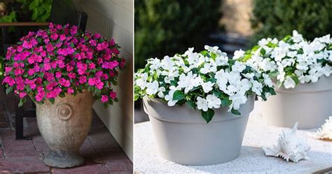 Growing Impatiens In Pots How To Plant Impatiens In Containers
