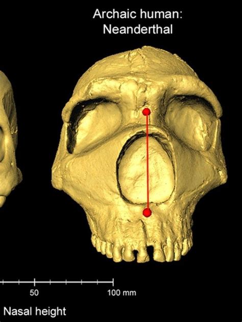 Neanderthal Dna Shapes Human Nose Neanderthal Dna Shapes Human Nose Neuroscience News