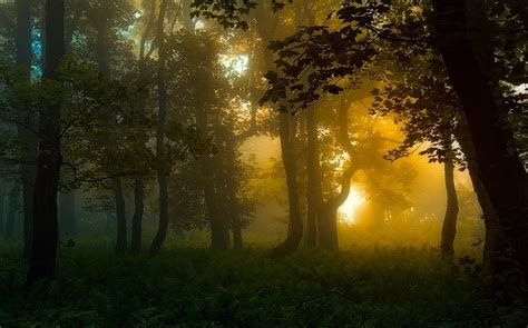 Nature Forest Carpathians Sunrise Landscape Mist Trees Shrubs