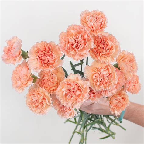 Peach Carnations Bulk Fresh Diy Wedding Flowers Flower Moxie