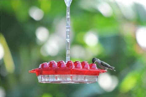 World S Best Hummingbird Feeder Adinaporter