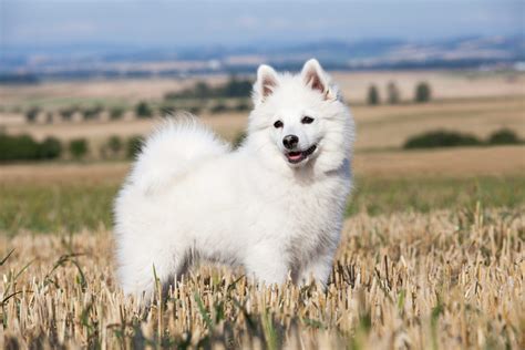 What Is A German Spitz Do Thet Make A Good Esa