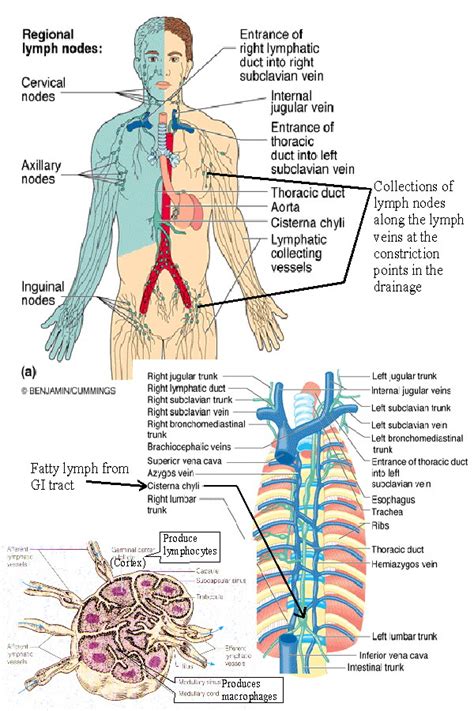 Biol 238 Class Notes The Lymphatic System
