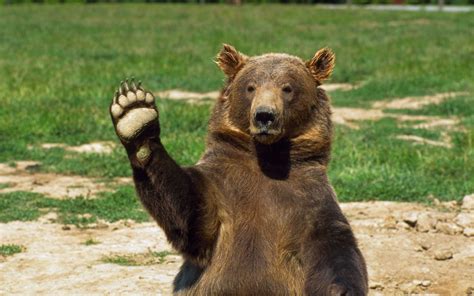 Funny Bears Bear Stuffed Animal Grizzly Bear