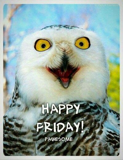 Happy Friday Owl Beautiful Owl Animals Beautiful