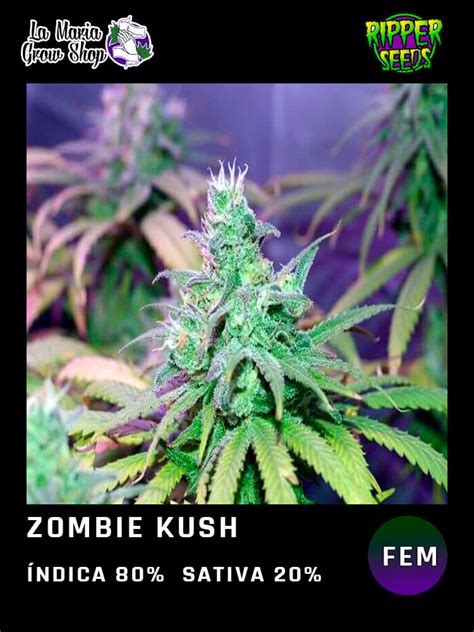 Zombie Kush • Ripper Seeds • Feminizada • La Maria Smoke And Grow