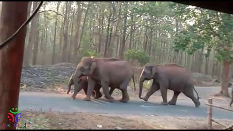 Wild Elephants Wandering In Villages L Feel Good Views L India L YouTube