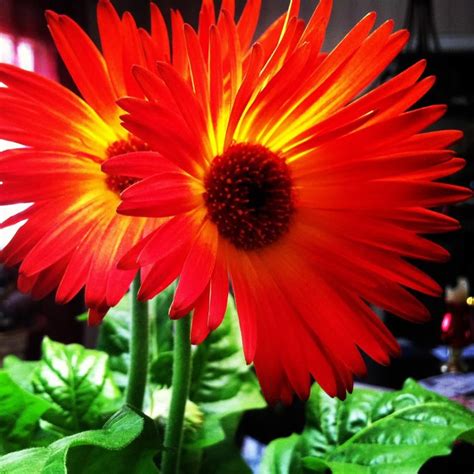 Buy flowers online to send across india. Buy yourself some flowers, I do it all the time. This one ...