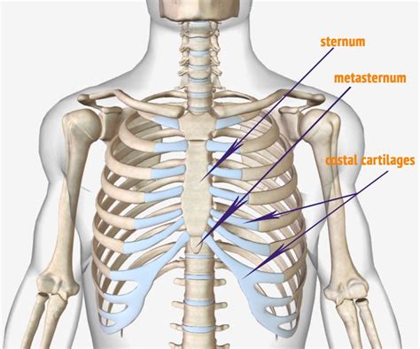 Rib Wall Muscle Anatomy