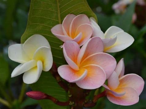 10 Best Asian Flowers And Their Meanings With Pictures Florgeous