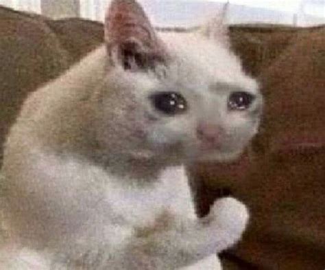 Can Someone Make Me A Transparent Cut Out Of The Crying Sad Cat Meme