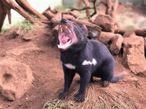3000 Years Later Tasmanian Devils Reintroduced To The Australian Mainland