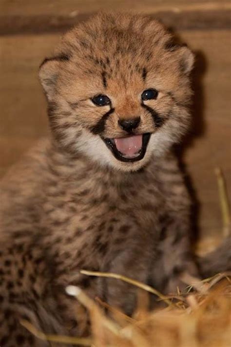 Smile For The Camera This Cheetah Cub Is Having A Great