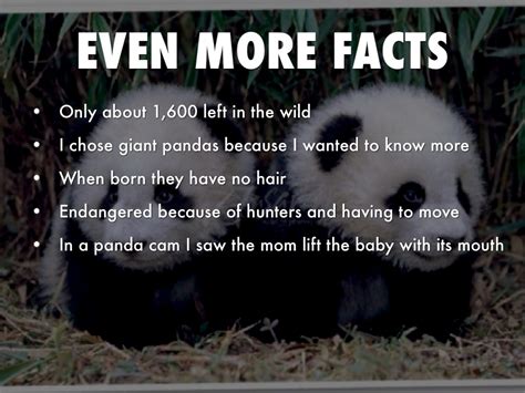 Giant Panda Fun Facts Infographics Race Riset