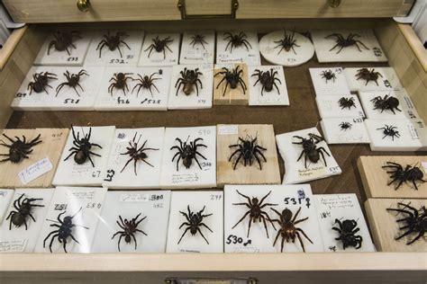 Arachnology The Australian Museum