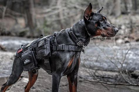 Onetigris Power Train Dog Harness Doberman Dogs Service Dog Vests