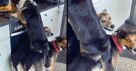 Corgi Calls On His Brothers To Help Him Steal Leftovers From The
