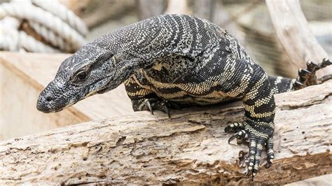Lace Monitor Facts Habitat Diet Life Cycle Pictures