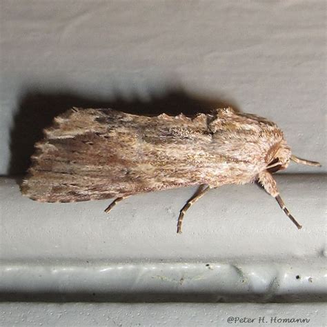 Southern Armyworm Moth Spodoptera Eridania Stoll 1781 Butterflies