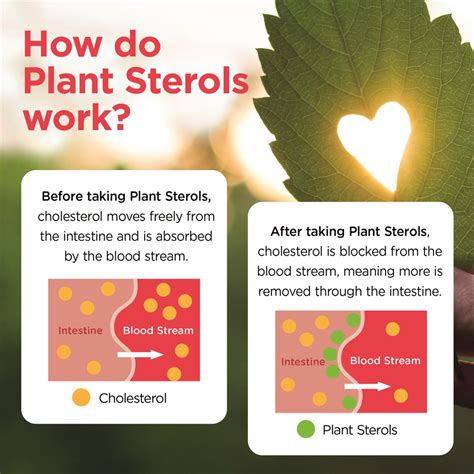Plant Sterols Tablets Lower Cholesterol