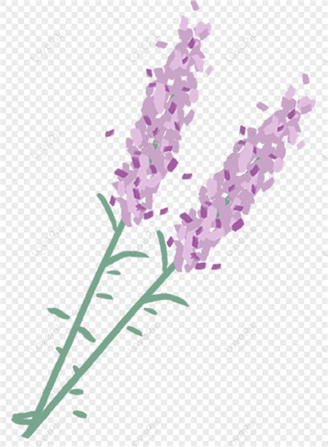 Gambar Lavender PNG Unduh Gratis Lovepik