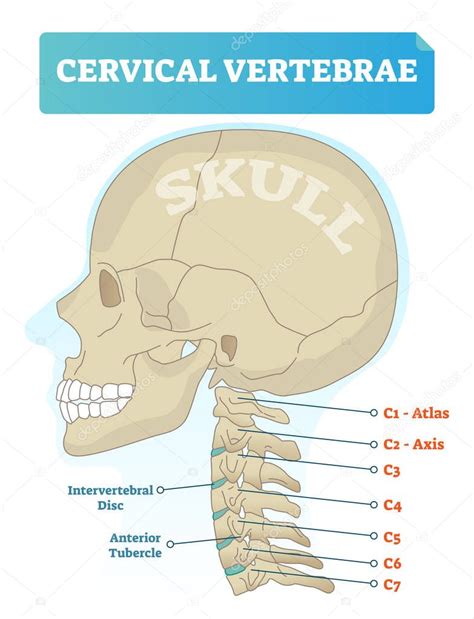 Vértebras Cervicales Vector Ilustración Esquema Con Cráneo Atlas C1