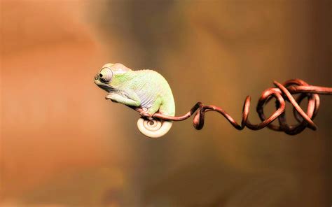 49 beautiful anime wallpapers in high resolution. Chameleon Anime New HD Wallpapers & Backgrounds (High ...