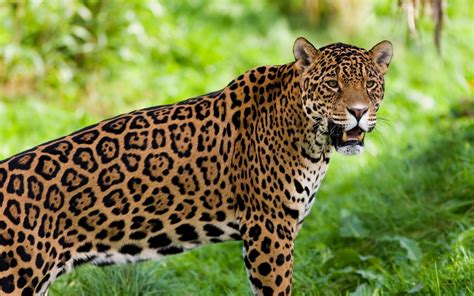 Jaguar Guyana National Animal