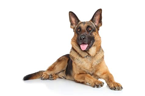 What Are The Bravest Dogs Top 7 Courageous Breeds According To Experts