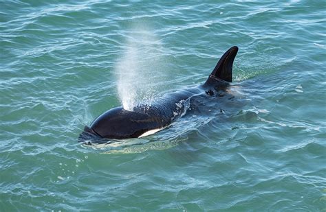 Killer Whaleorca New Zealand Marine Mammals
